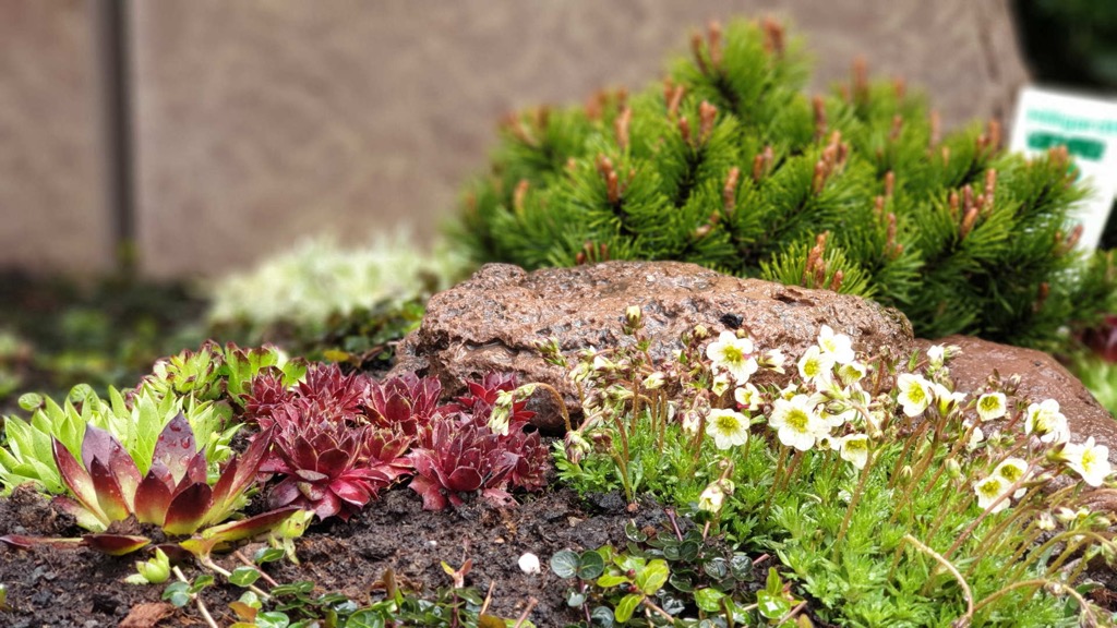 Rote und grüne Hauswurz-Rosetten neben Bergkiefer-Trieben mit hellen Kerzenspitzen, ein großer Findling