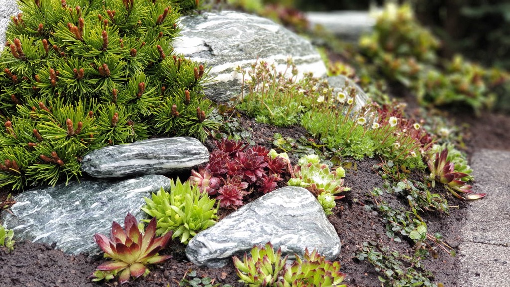 Graugrüne Natursteinplatten, dazwischen Hauswurz und Bergkiefer, kleine weiße Blüten am Rand