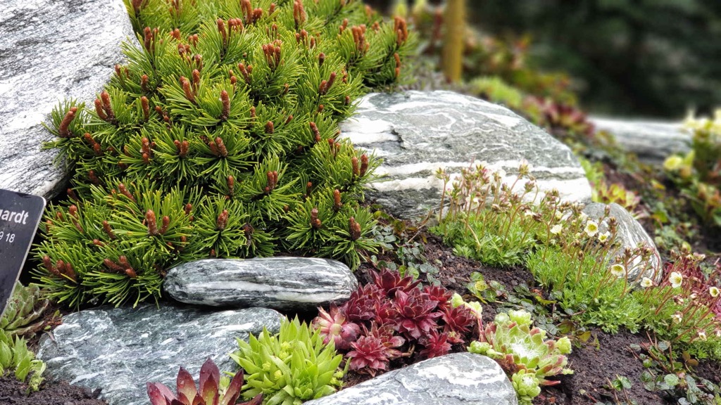 Bergkiefer-Polster zwischen grauen Steinplatten, Hauswurz und kleine weiße Blüten im Vordergrund, Namensschild links