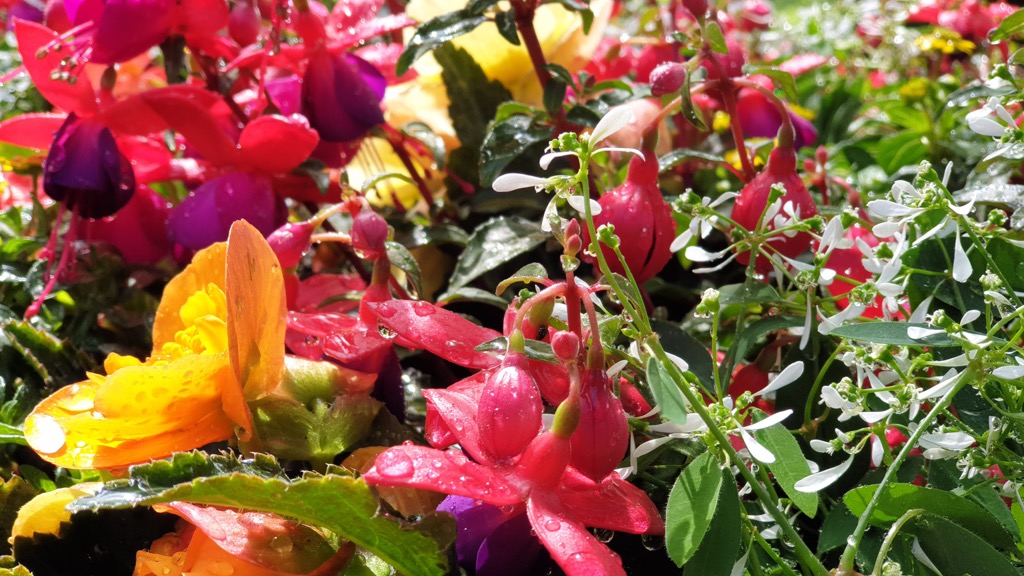 Nahaufnahme roter und violetter Fuchsien-Blüten, gelbe Blüte unten links, Tautropfen auf den Blättern