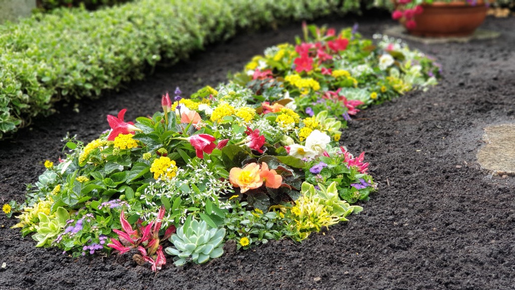 Geschwungenes Beet mit rosa, gelben und weißen Blüten, Buchsbaum-Einfassung, Terracotta-Topf am Rand