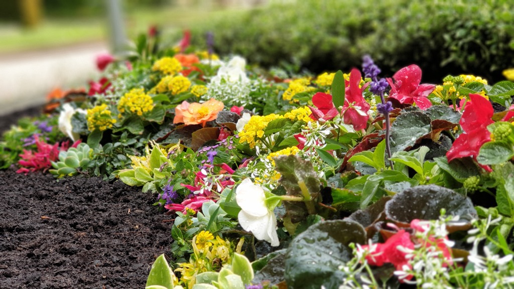 Buntes Rabatt-Beet: orange, gelbe, weiße und rote Blüten vor beschnittener Hecke