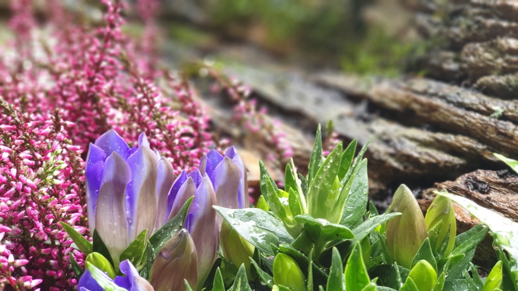 Nahaufnahme violetter Enzianblüten neben pinker Erika und Rinde, Tautropfen