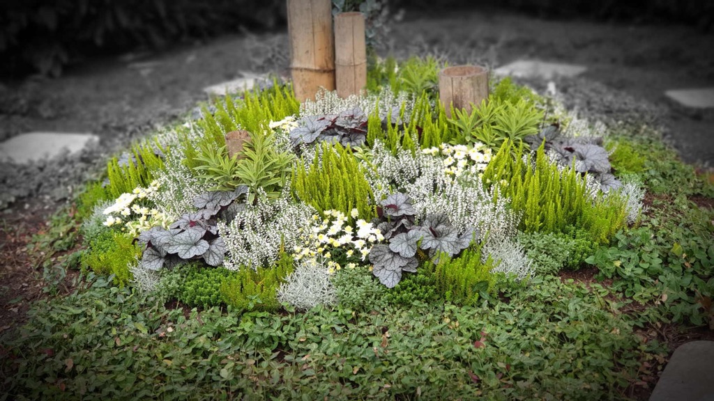 Rundes Hügelbeet mit Bambusstäben, weißen Chrysanthemen, dunklem Purpurglöckchen-Laub und hellgrünen Gräsern