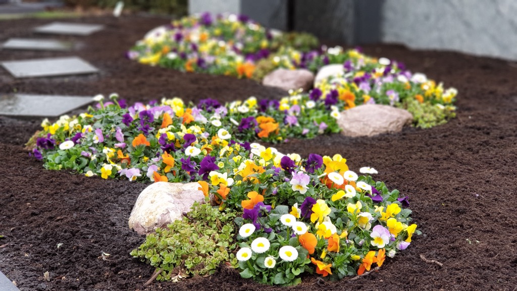 Geschwungene Reihe runder Beete mit bunt gemischten Hornveilchen in Orange, Gelb, Violett und Weiß, Trittsteine und Feldsteine