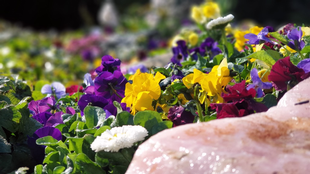 Nahaufnahme gelber und violetter Hornveilchen mit weißen Gänseblümchen neben rosafarbenem Feldstein