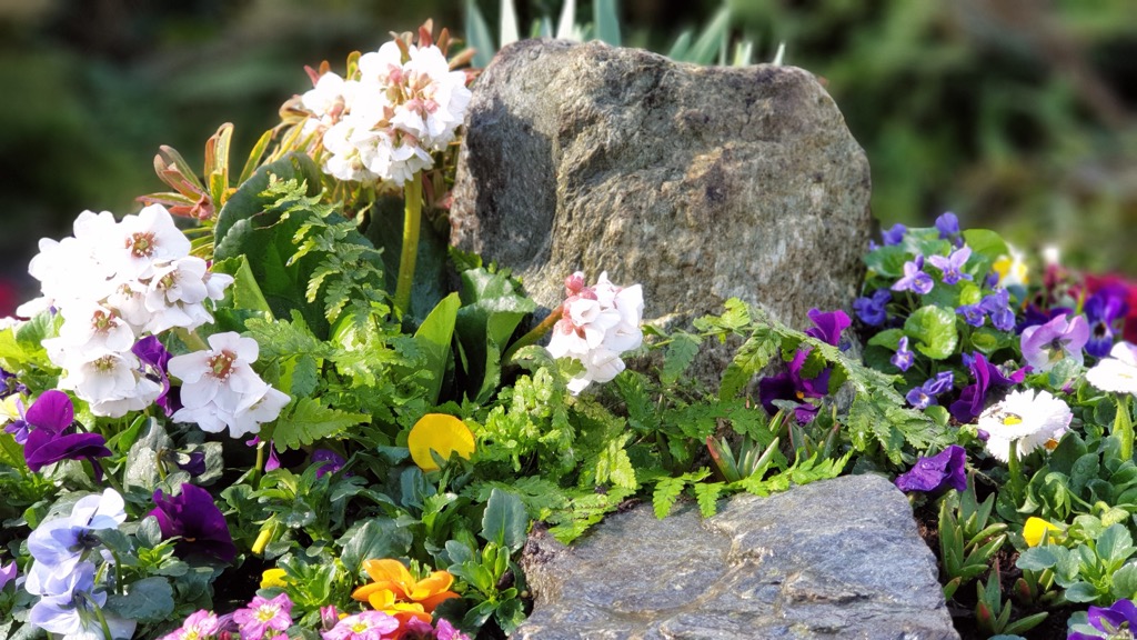 Weiße gefüllte Blüten neben Farn, violetten und gelben Hornveilchen, grauer Feldstein
