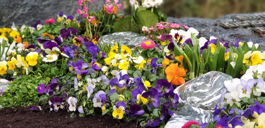 Beet mit gelben, violetten, weißen und orangen Hornveilchen zwischen hellen Feldsteinen, rosa Blüten im Hintergrund