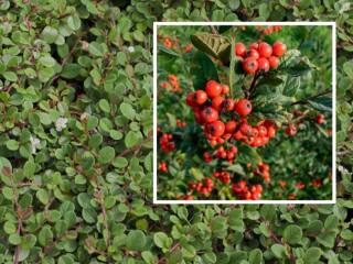 Flacher Teppich aus kleinen, rundlichen grünen Blättern mit vereinzelten weißen Blüten, eingeblendet eine Nahaufnahme roter Beeren an einem Zweig