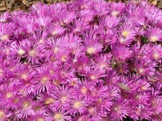Dichtes Polster aus zahlreichen leuchtend pinkvioletten, strahlenförmigen Blüten mit gelber Mitte