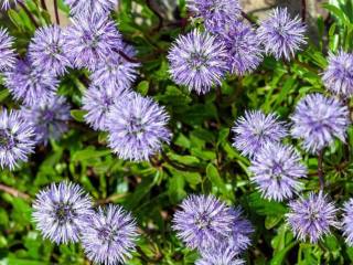 Blick von oben auf viele kugelrunde, hellviolette Blüten über kleinen grünen Blättern