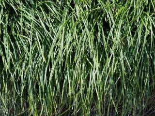 Dichter Horst aus schmalen, grasartigen grünen Blättern
