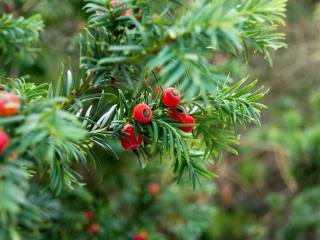 Eibenzweig mit dunkelgrünen Nadeln und leuchtend roten Beeren vor unscharfem grünem Hintergrund