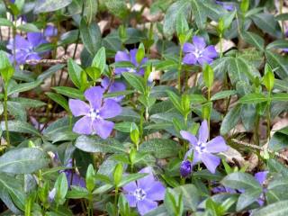 Niedrige Triebe mit länglichen dunkelgrünen Blättern und violettblauen Blüten über trockenem Laub