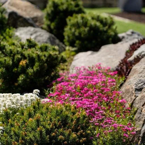 Steingarten-Grabbeet mit pinken und weißen Blüten zwischen Findlingen