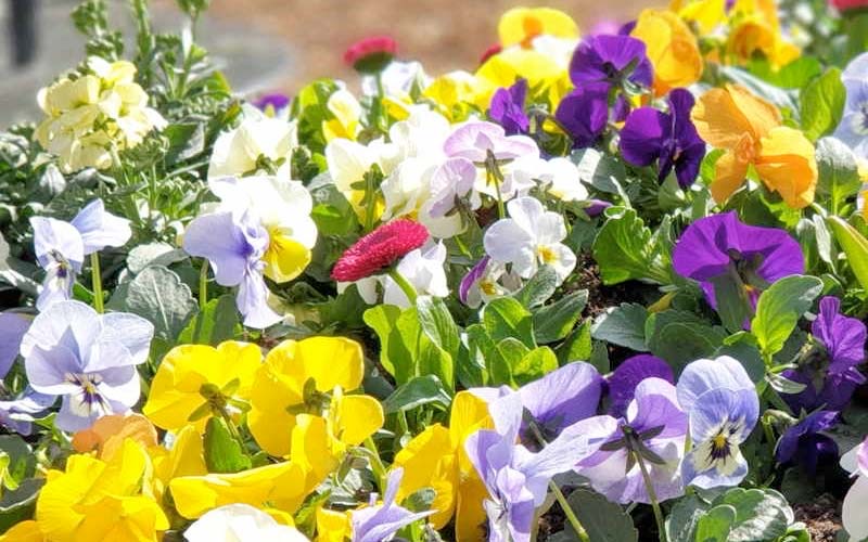 Beet mit bunten Stiefmütterchen in Gelb, Violett, Weiß und Rot