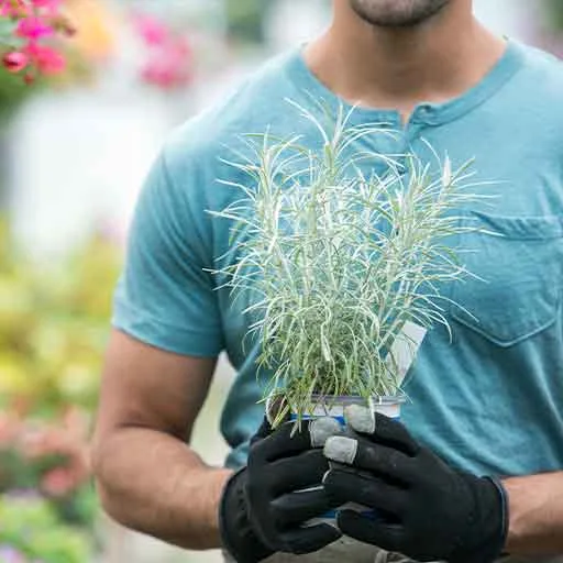 Mann mit Gartenhandschuhen hält eine grasartige Topfpflanze vor blühenden Beeten