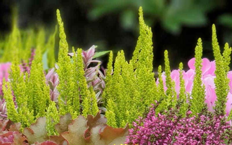 Gelbgrüne Chrysanthemen-Rispen zwischen pinkfarbenen Blüten