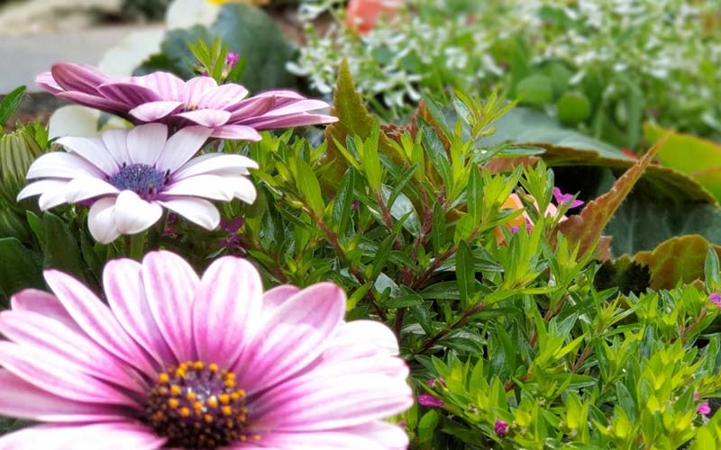 Nahaufnahme rosa-weißer Kapmargeriten vor grünem Beet