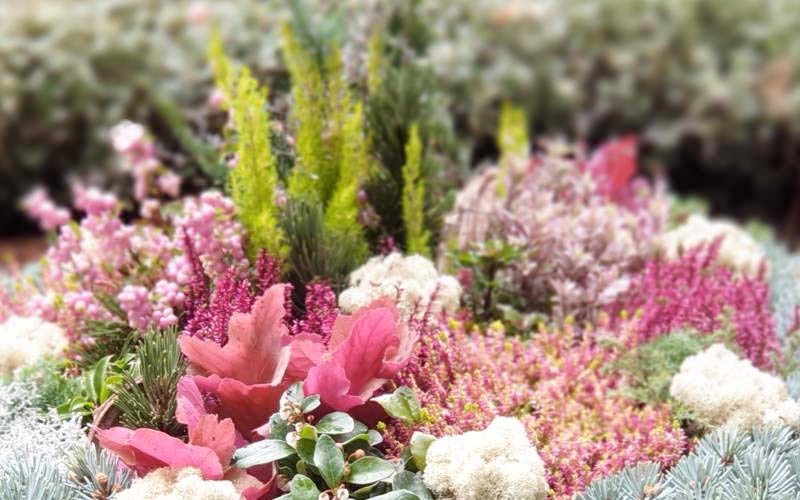 Winterbeet aus Erika in Rosa/Weiß, Koniferengrün und hellrosa Zierkohl